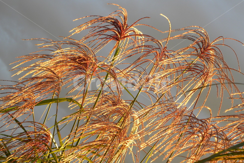 억새,억새꽃,억새풀,억새잎,억새꽃술,식물,자연,plants,nature