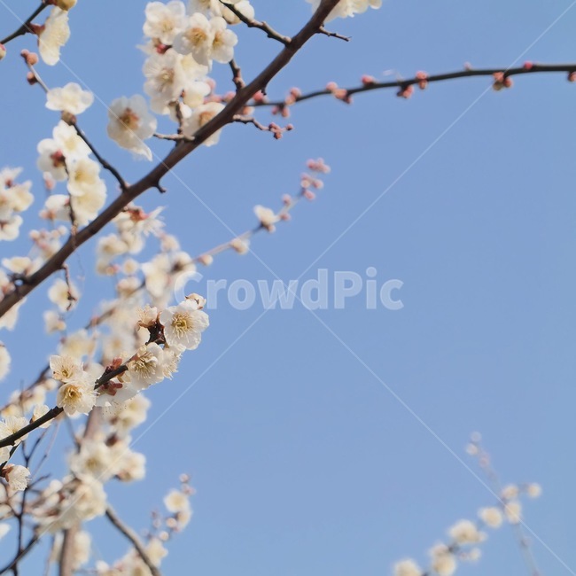 매화,apricotflower,봄꽃,매화꽃,spring,매화나무,식물,꽃,아름다운,꽃나무,자연,plants,flowers,beautiful,white,sky,하늘,식물,자연,plants,nature,꽃,flower