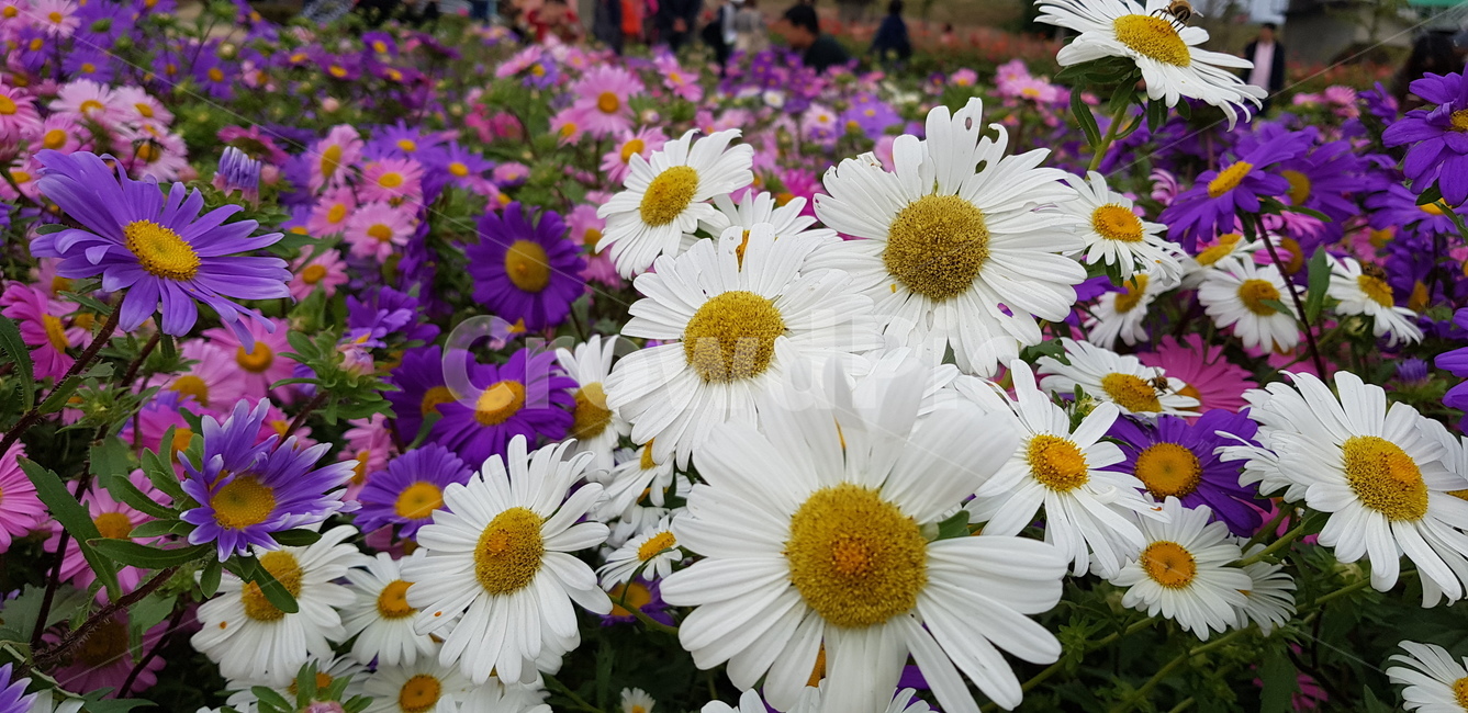 가을,꽃,꽃축제,국화,들국화,식물,자연,plants,nature,꽃,flower