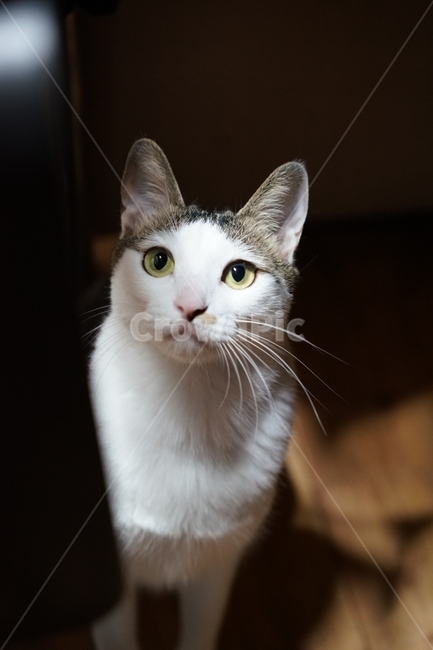 고양이,야옹,애완동물,미묘,코숏,코리안숏헤어,동물,animal,포유류,mammal,고양이,cat,kitten,kitty