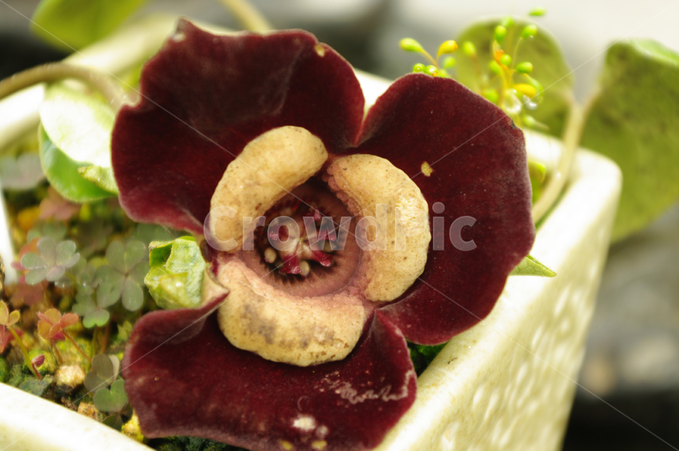 꽃,flower,식물,color,족두리,식물,자연,plants,nature,꽃,flower