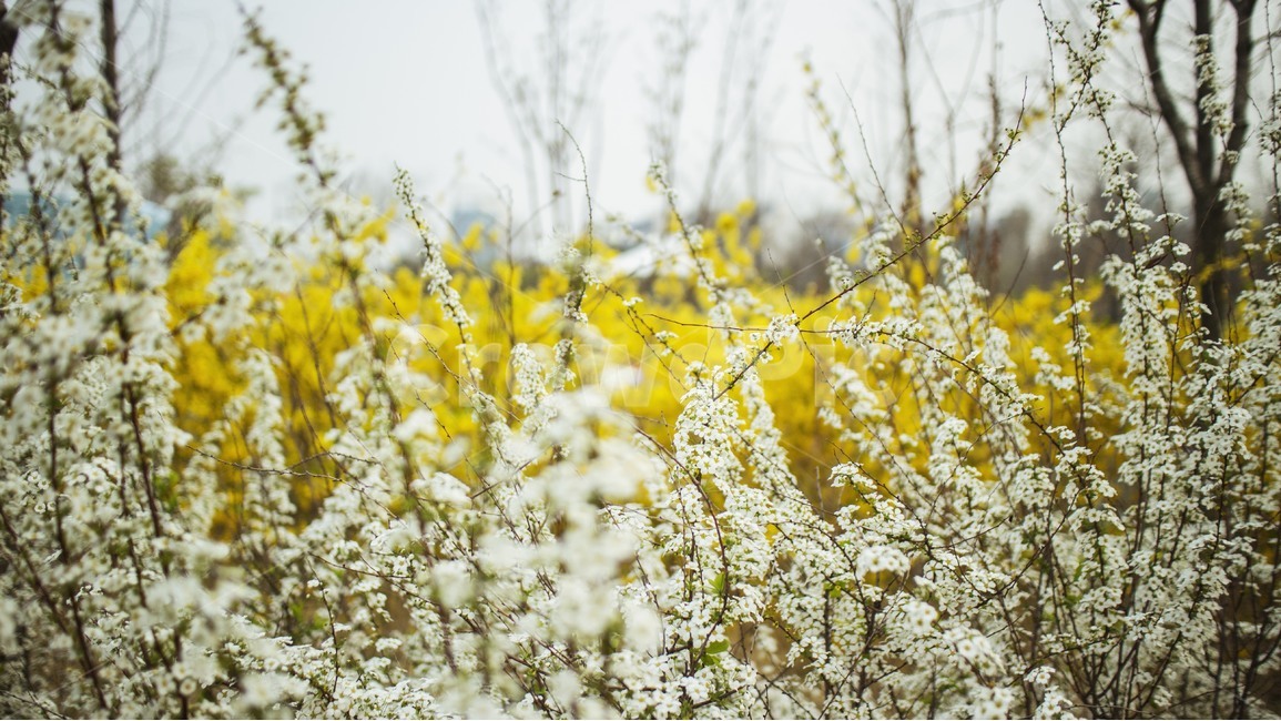 조팝나무,조팝,개나리,선유도,공원,자연,봄,봄,계절,spring,season,식물,자연,plants,nature,꽃,flower,감성,sensible,feeling,field,들