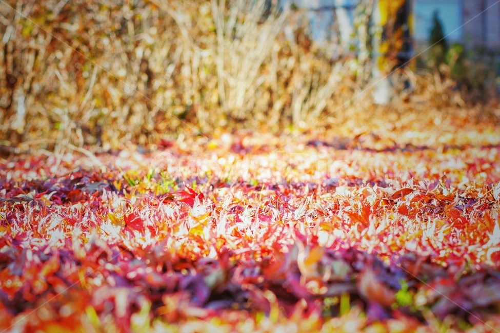 낙엽,가을,단풍,단풍나무,나뭇잎,가을,계절,fall,autumn,season