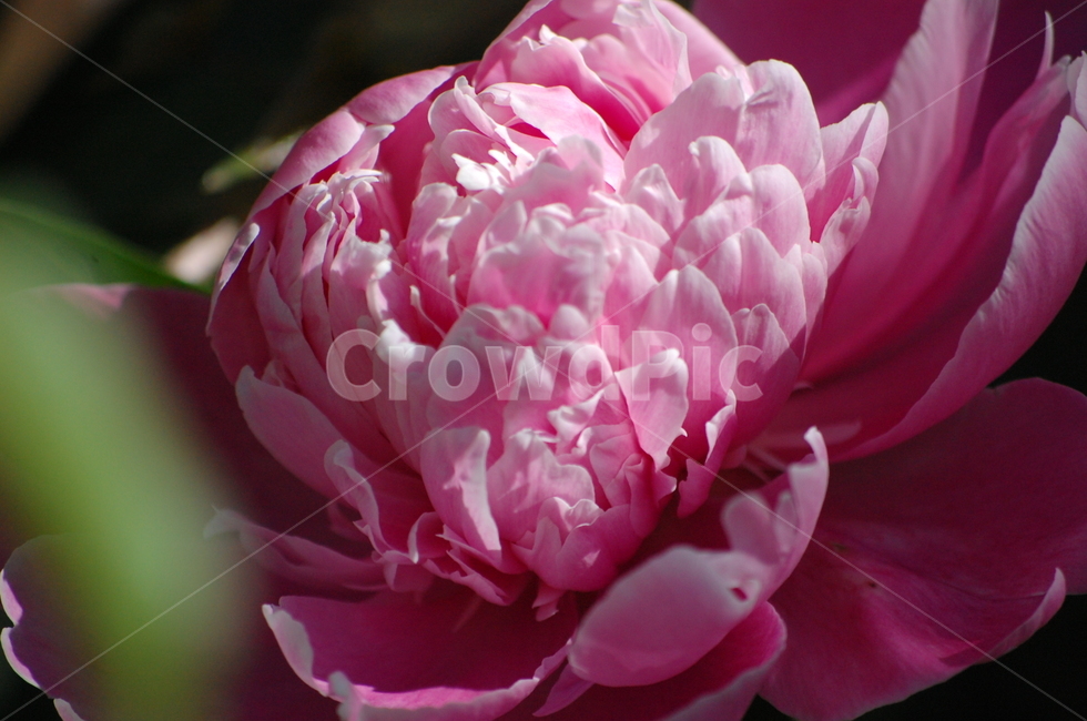 작약,한송이,꽃,꽃송이,분홍,핑크,근접,식물,자연,plants,nature,꽃,flower
