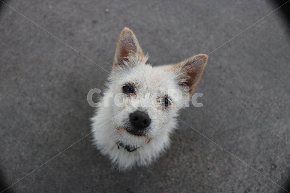 개,강아지,dog,puppy,dodgie,동물,animal,포유류,mammal,개,강아지,dog,doggy