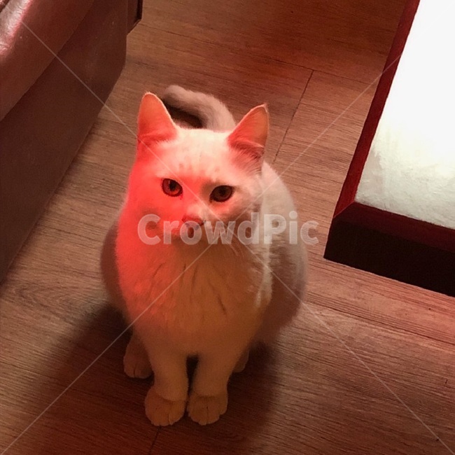 고양이,동물,사랑,반려동물,응시