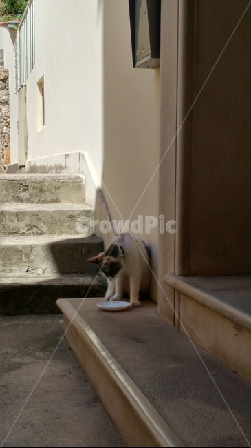 길고양이,계단,얼룩고양이,동물,cat,동물,animal,포유류,mammal,고양이,cat,kitten,kitty