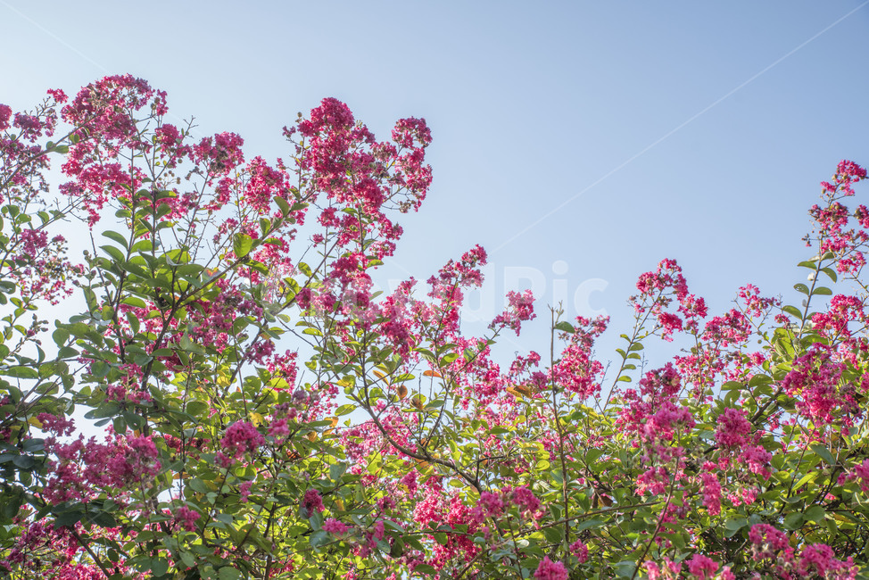 꽃,베롱나무,베롱꽃,여름꽃,꽃나무,식물,자연,plants,nature,꽃,flower