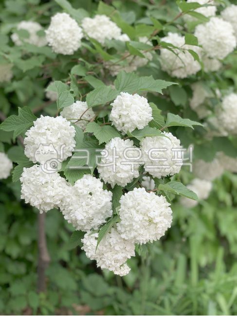 수국,꽃,흰꽃,flower,쌍떡잎식물