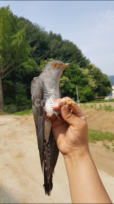 뻐꾸기,야생동물,새,동물,동물보정,사람,잡은새,포획,양평,동물핸들링,동물사진,새사진,사진,자연,animal,cuckoo,commoncuckoo,bird,nature,handling,푸른색,맹금류,조류,멋있는,멋있는새,강렬한,강렬,카리스마,회색새,푸른하늘,하늘,회색,동물,animal,조류,새,birds,사람,인물,인간,human,person,신체일부,몸,body