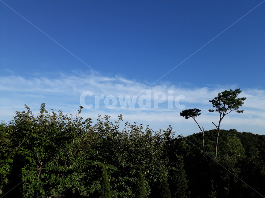 들판,나무,하늘,잔디,초원,자연,풍경,nature,landscape,plant,식물,outdoors,옥외