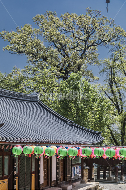 신륵사,문화유산,기와,연등,사찰,염원,기원,한국전통,한국문화,korean traditional,korean culture,종교,신앙,religion,belief,faith,건축물,건물외관,exterior,building,structure,architecture,construction