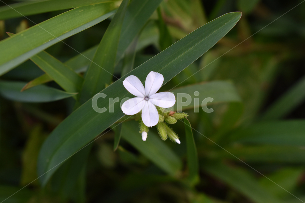 예쁜꽃,야생화,흰꽃,잔디,flower