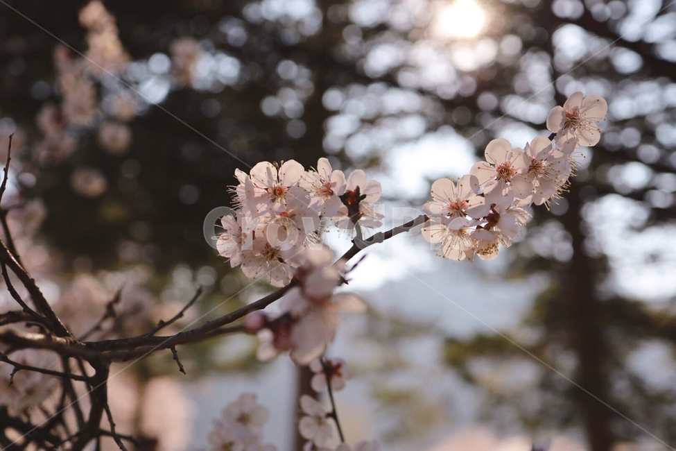 봄,벚꽃,식물,햇살,나무,봄,계절,spring,season,식물,자연,plants,nature,꽃,flower,plant,blossom