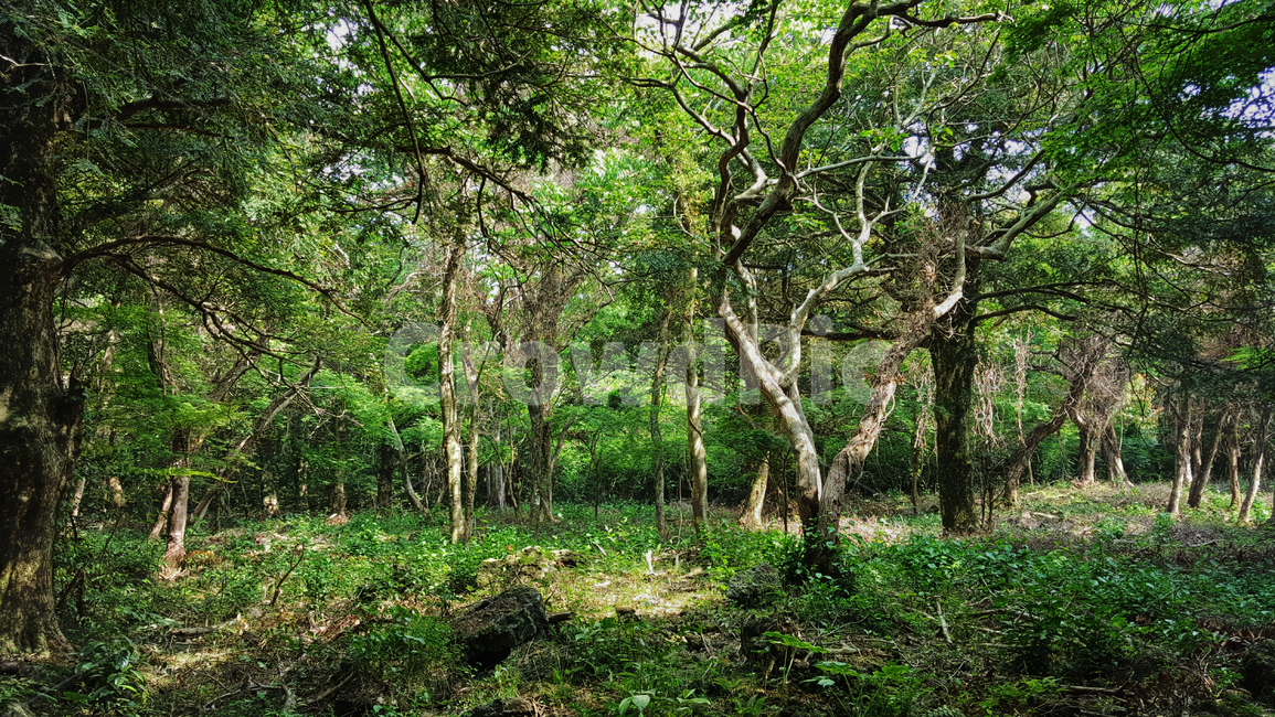비자림,tree,나무,plant,식물,treetrunk,나무줄기,ground,바닥,숲길,숲,자연,자연,풍경,nature,landscape,식물,plants,나무,trees,wood