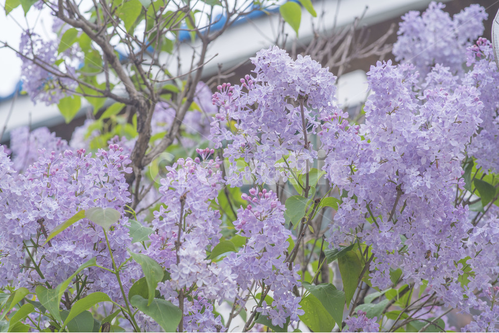 봄,봄꽃,꽃,라일락,보라색,식물,자연,plants,nature,꽃,flower