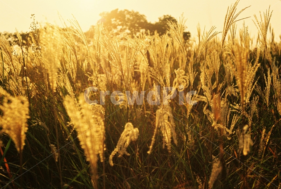 가을,햇빛,감성,갈대,하늘공원,자연,가을,계절,fall,autumn,season,식물,자연,plants,nature,감성,sensible,feeling,휴식,힐링,rest,relaxation,healing,plant,food,음식,vegetable,야채,grain,곡물,vegetation,초목