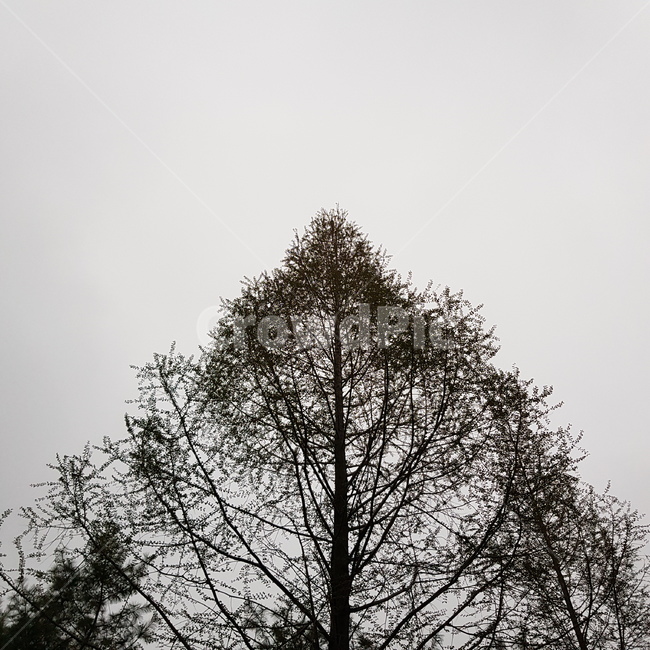 tree,나무,plant,실루엣,겨울풍경