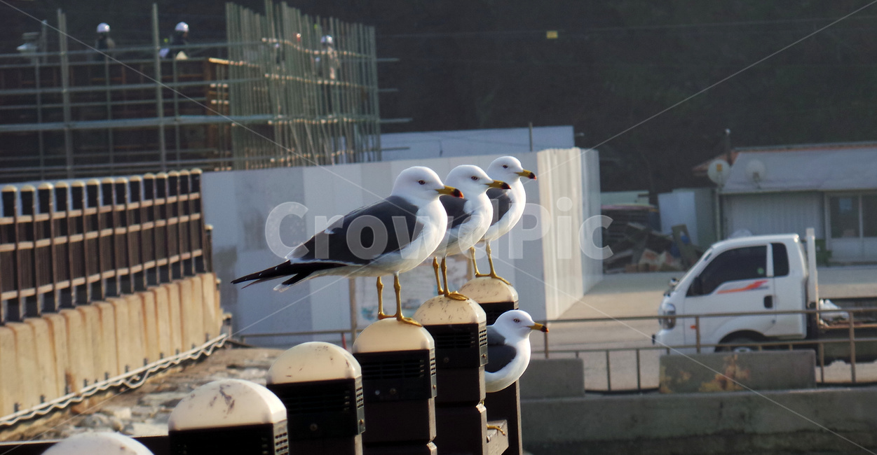 갈매기,새,조류,동물,bird,동물,animal,조류,새,birds