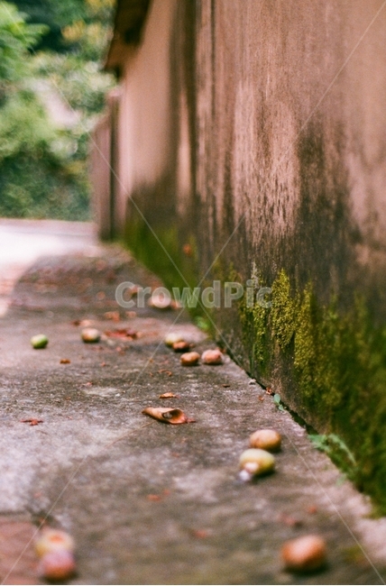 골목길,낙엽,alley,fallenleaves,이끼,moss,필름사진,filmphoto,골목