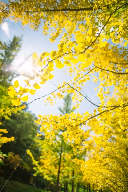 가을,은행나무,노란색,감성,단풍,가을,계절,fall,autumn,season,식물,자연,plants,nature,휴식,힐링,rest,relaxation,healing,tree,나무,plant,leaf,잎