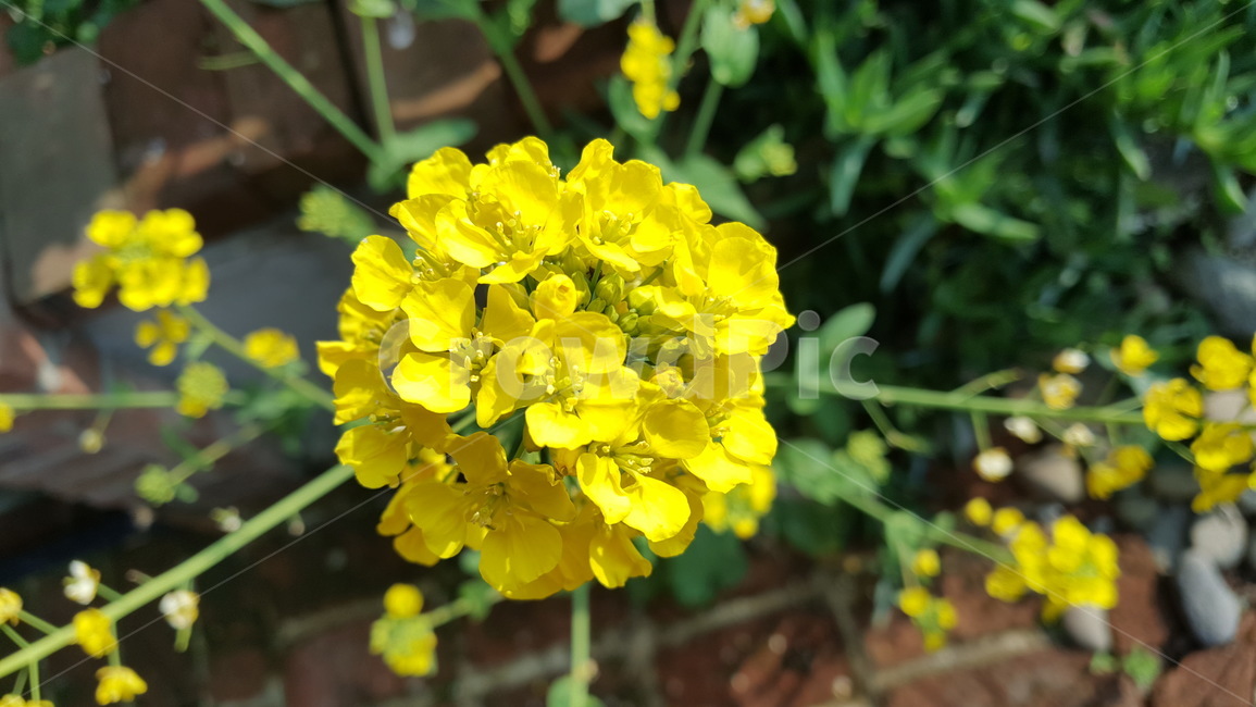 유채꽃,꽃,식물,plant,flower
