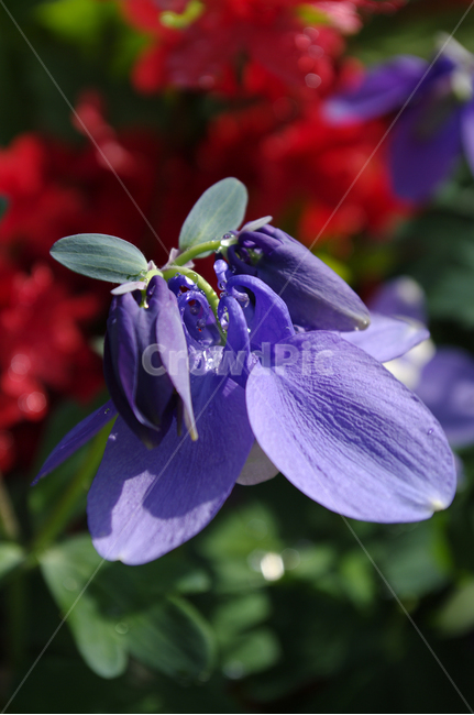 꽃,식물,flower,plant,매발톱꽃