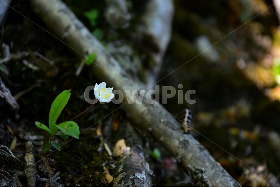 참기생꽃,야생화,꽃,식물,자연,생태,플라워,flower,plants,nature,식물,자연,plants,nature,꽃,flower