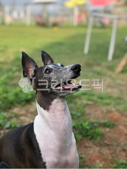 아이쥐,이탈리안그레이하운드,강아지,애견,동물,애견운동장,여름,잔디,더움