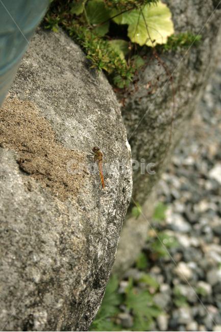 잠자리,곤충,날개,바위,가을,자연,자연,풍경,nature,landscape,동물,animal,곤충,벌레,insect,bug,invertebrate,무척추 동물