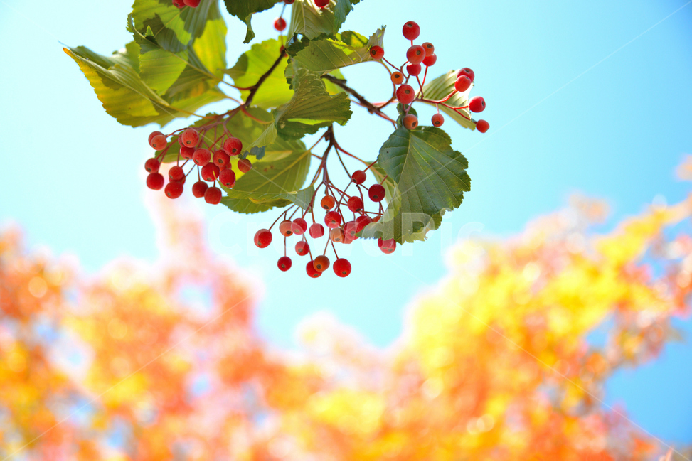 가을,단풍,하늘,단풍잎,빨간열매,fall,autumn,leaf,bluesky,maple,태양,아름다운,sunlight,햇빛,나무,tree,beutiful,맑은날,sunny,감성,자연,식물,팥배나무,가을,계절,fall,autumn,season,과일,열매,fruit,plant