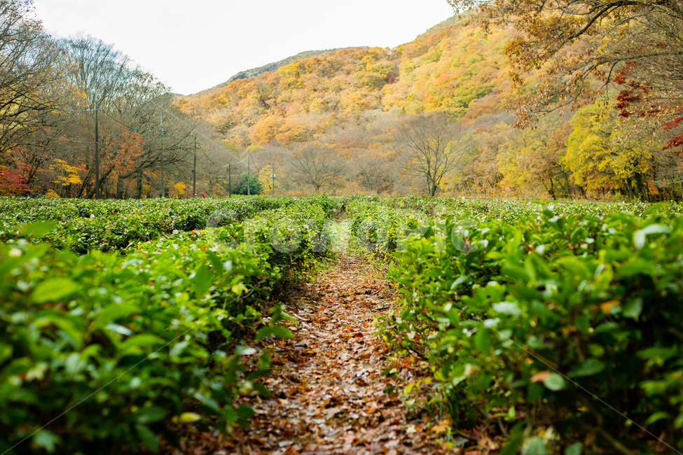 녹차잎,녹차,녹차밭,차,차잎,차밭,산업,industry,industrial,농업,농사,agriculture,farming,farming industry