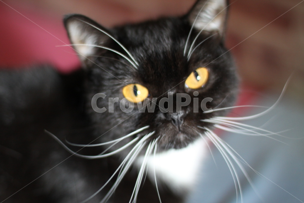 고양이,노란눈,턱시도,스코티쉬스트레이트,고양이정면,동물,animal,포유류,mammal,고양이,cat,kitten,kitty