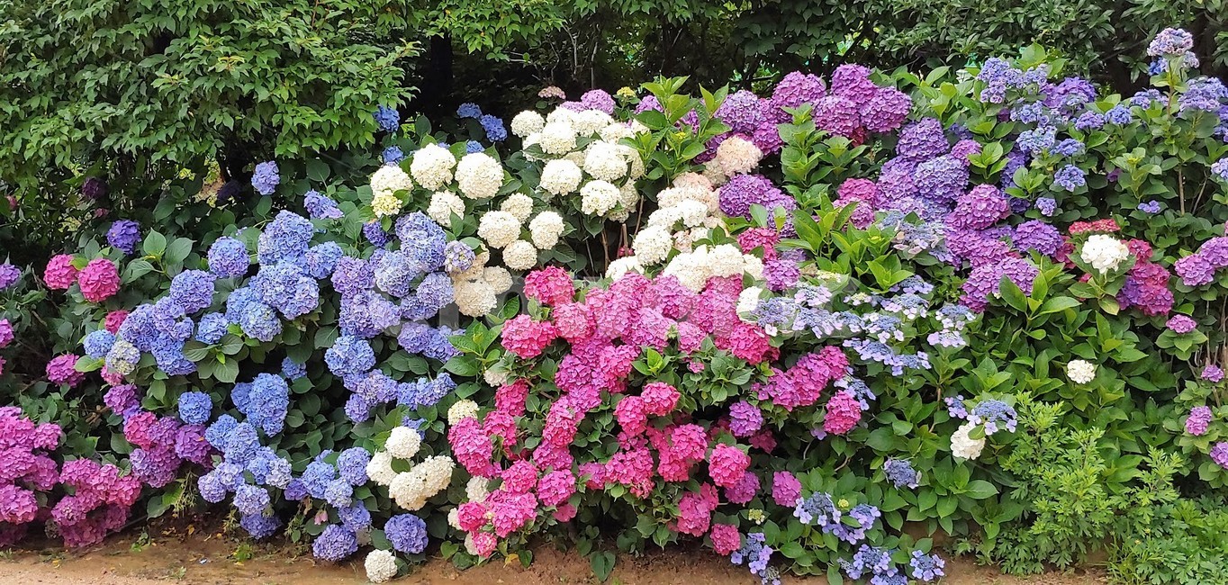 수국,꽃,풀,산,분홍꽃,하얀꽃,flower