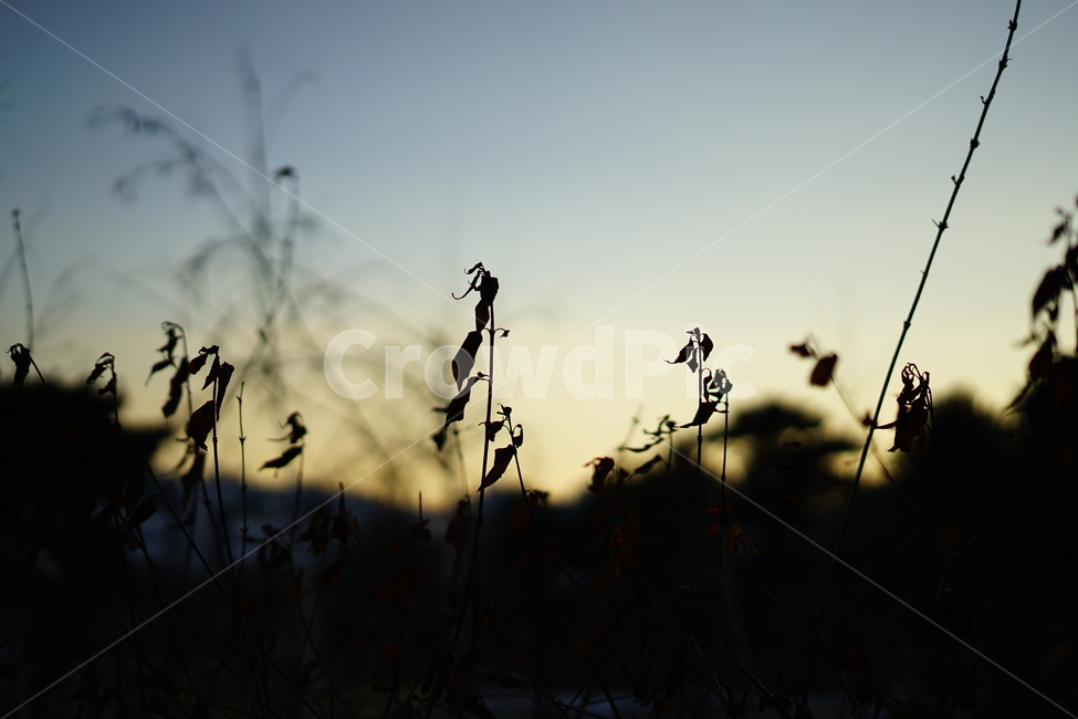 sky,landscape photo,nature,tree,backlight,daily photo,daily life,winter,feeling,branch,snow,plant,weather,silhouette,season,Emotion,emotional photo,landscape