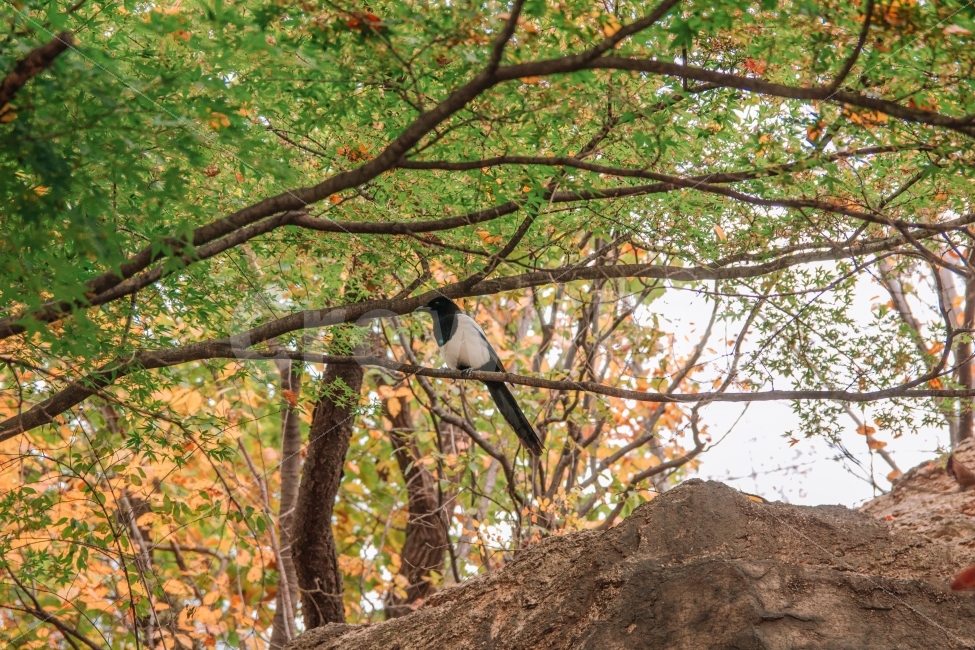 가을,까치,새,자연,동물,나무,숲,가을,계절,fall,autumn,season,동물,animal,조류,새,birds