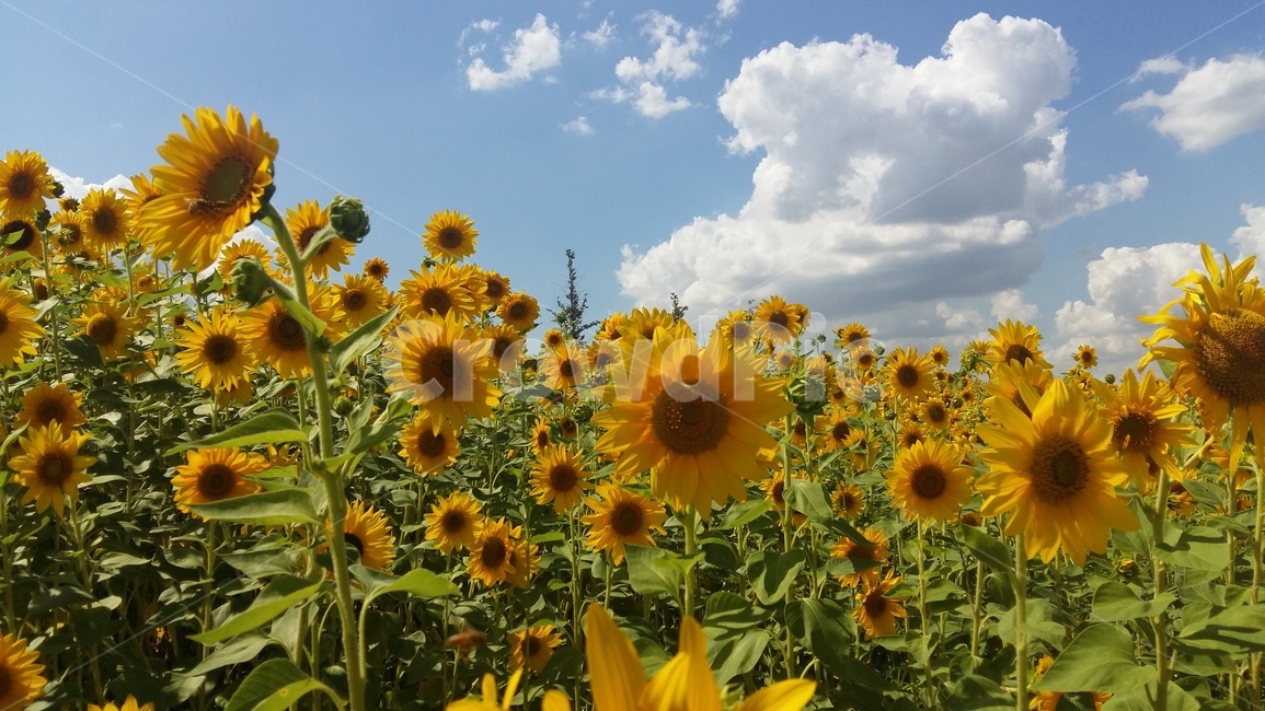 해바라기,꽃,하늘,가을,구름,자연,풍경,nature,landscape,식물,plants,꽃,flower,plant,blossom
