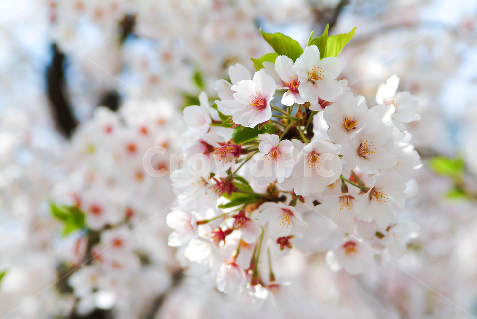 벚꽃,사쿠라,봄,봄꽃,3월,여의도벚꽃,하얀꽃,부케,cherryflower,자연,flower,벚꽃축제,봄,계절,spring,season