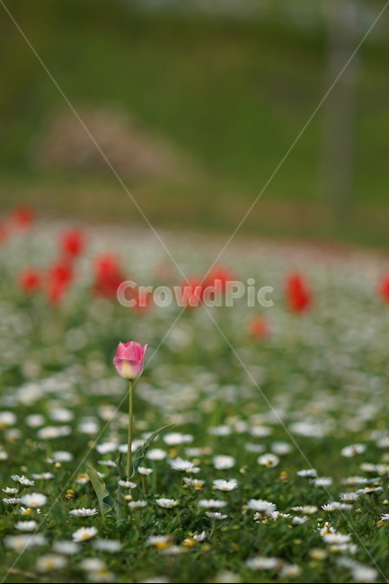 튤립,튜울립,꽃,한송이,핑크,식물원,식물,자연,plants,nature,꽃,flower