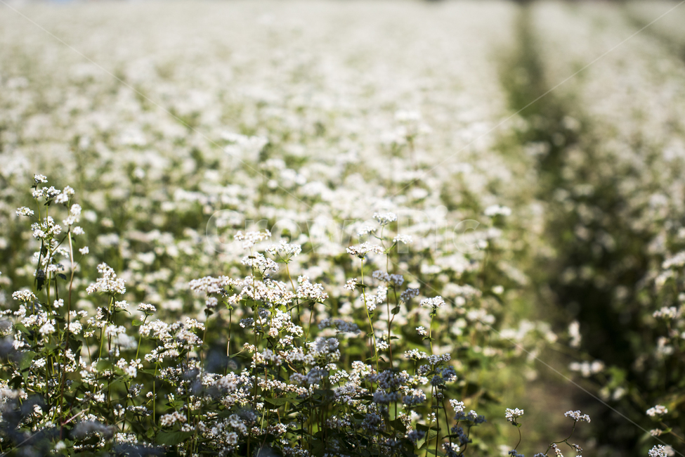 메밀꽃,메밀밭,꽃,식물,가을,식물,자연,plants,nature,꽃,flower