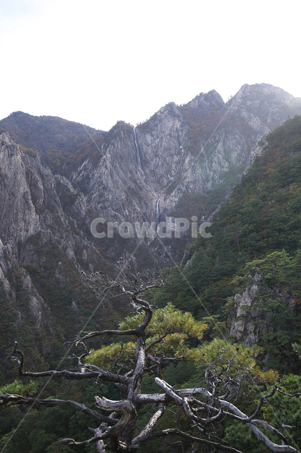산,설악산,토왕성폭포,고목,mountain,falls,oldtree,자연,풍경,nature,landscape,outdoors,옥외,mountain range,산맥