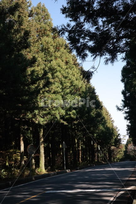 숲,나무,풀,햇빛,자연,나무들,숲길,산,그린,초록색,날씨,빛,자연,풍경,nature,landscape,tree,plant,식물