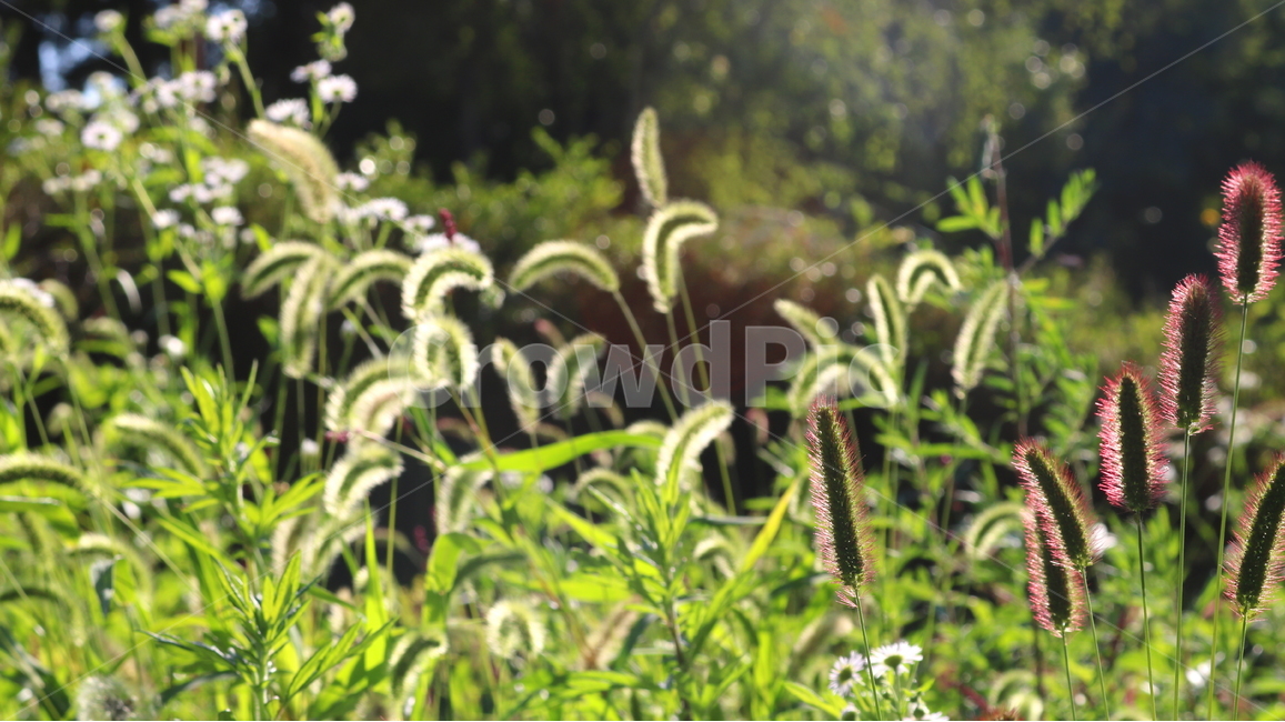 강아지풀,풀,잡초,벼과,식물,자연,구미초,낭미초,개꼬리풀,식물,자연,plants,nature