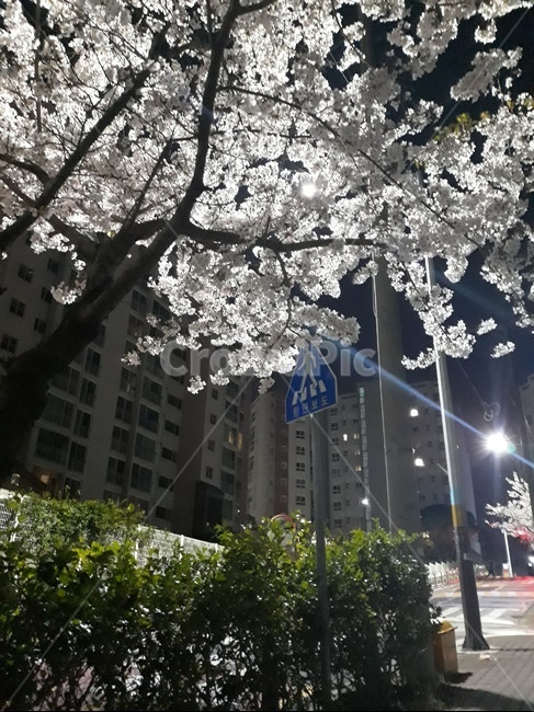 벚꽃,밤벚꽃,조명,벚나무,밤