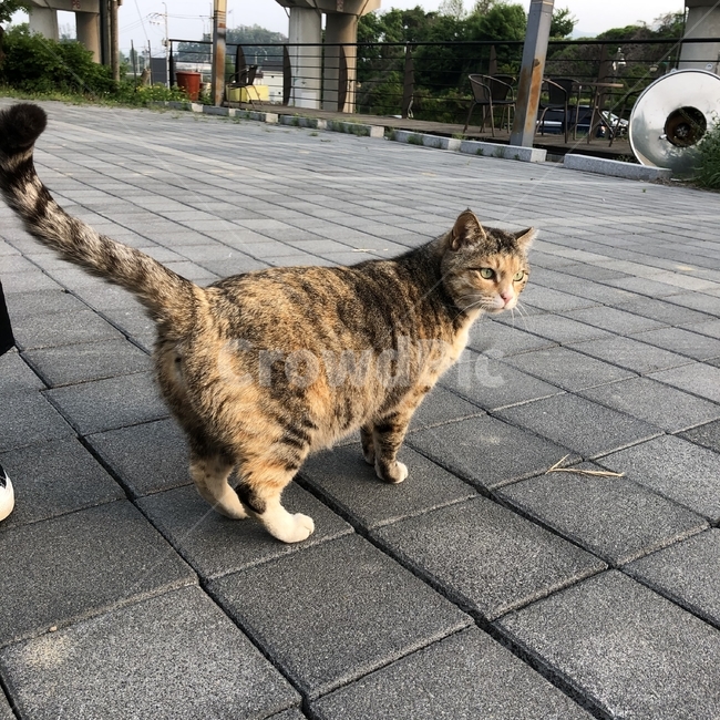 고양이,길고양이,반려동물,애완동물,포유류,cat,streetcat,companionanimal,pet,mamal