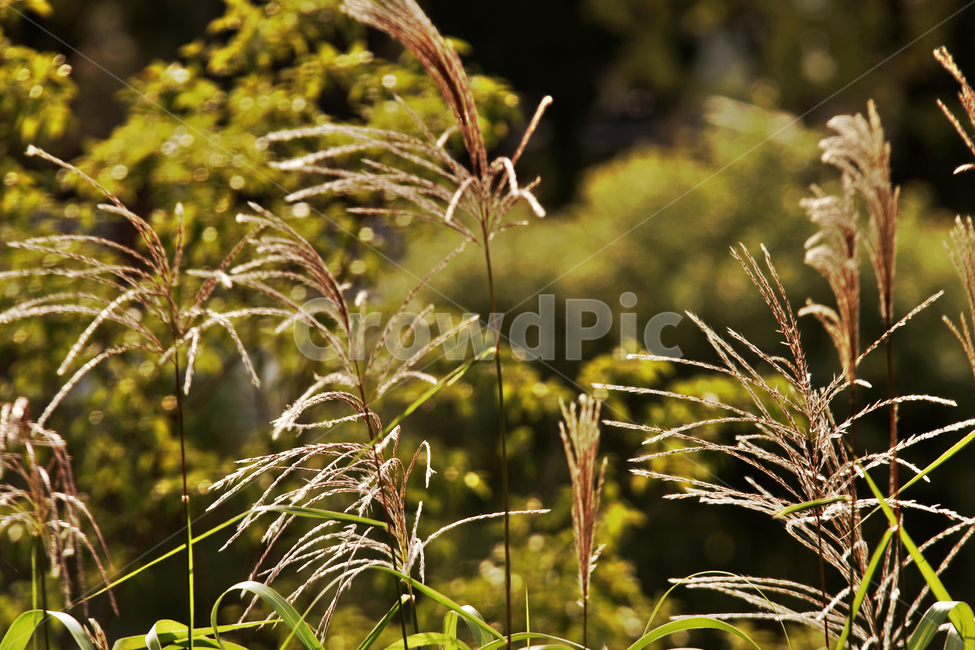 갈대,억새,가을,계절,자연,풍경,가을,계절,fall,autumn,season,식물,자연,plants,nature,grass,잔디,plant,lawn