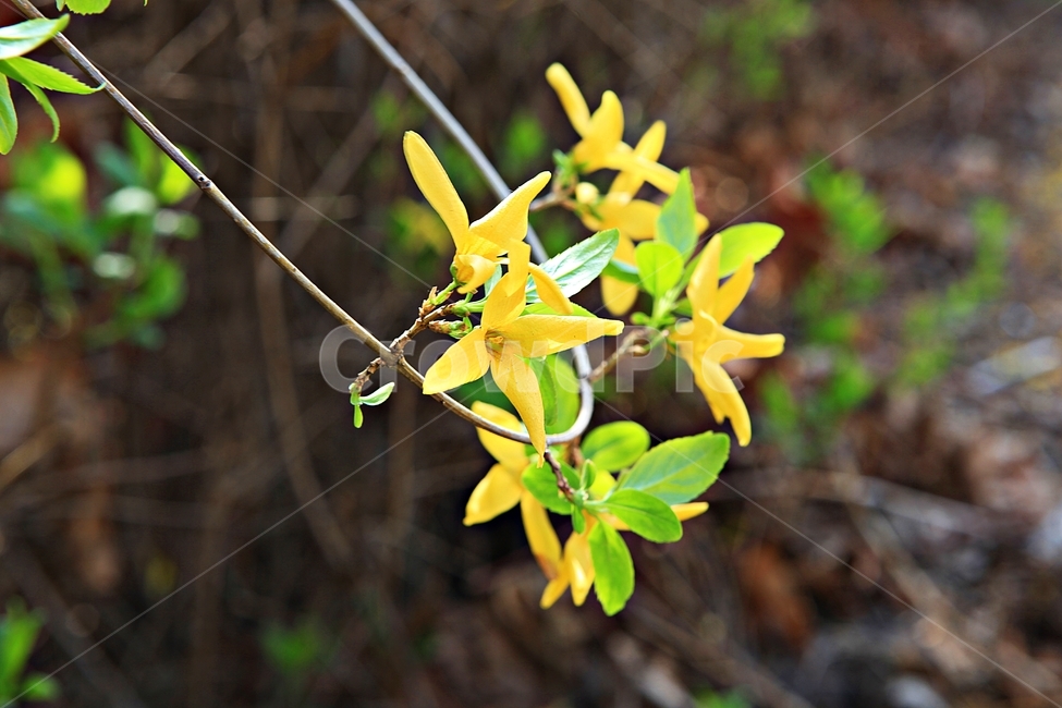 개나리,꽃,나무잎,자연,배경,봄,계절,spring,season,식물,자연,plants,nature,꽃,flower,plant,blossom,petal,꽃잎,amaryllidaceae,수선화과