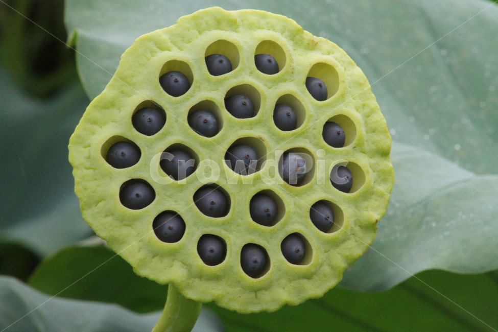 연밥,연자,연,연씨,lotus,식물,자연,plants,nature