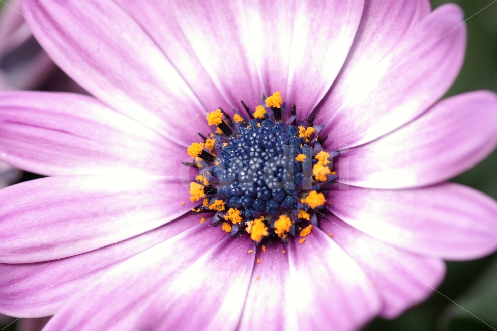 감성,색감,보라꽃,꽃,한송이,식물,자연,plants,nature,꽃,flower