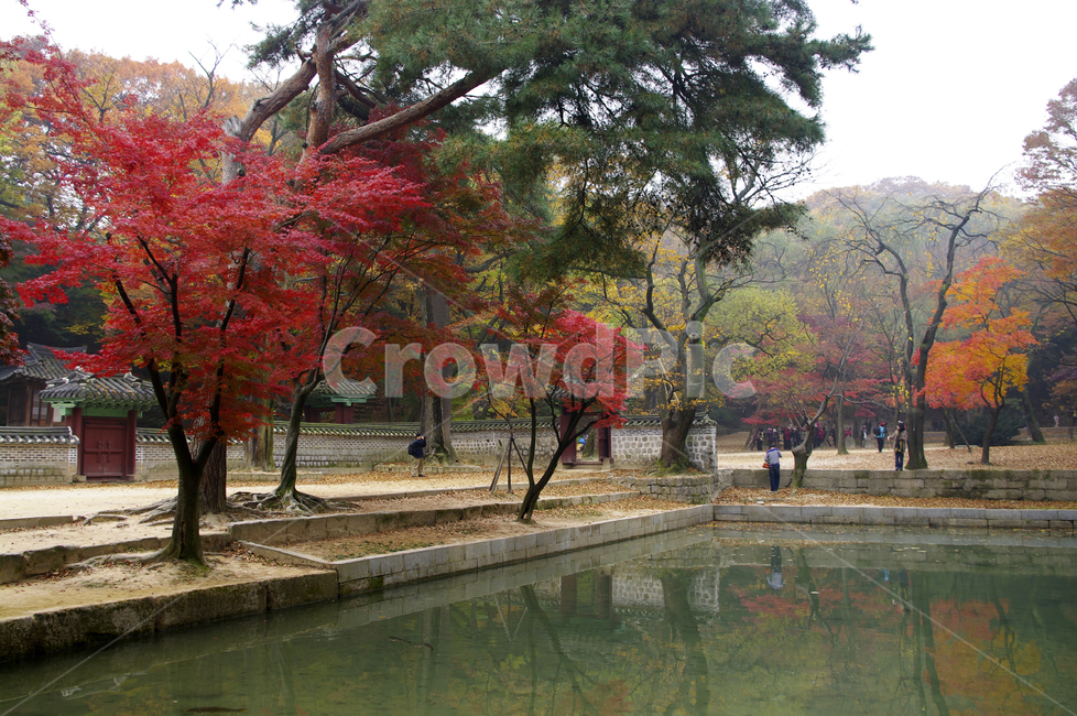 창덕궁후원,애련지,가을,fall,나무,식물,plant,단풍,잎,가을,계절,fall,autumn,season,랜드마크,landmark,tourist attraction,한국랜드마크,한국관광지,한국명소,korea landmark,korea tourist attraction,사람들,대중,군중,other people,crowd,tree,maple